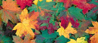 leaves.png